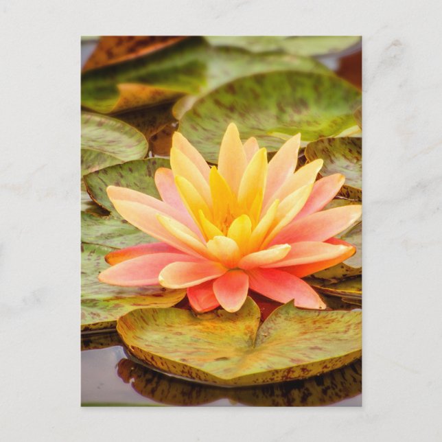 Carte Postale Peach Lotus Flower (Devant)