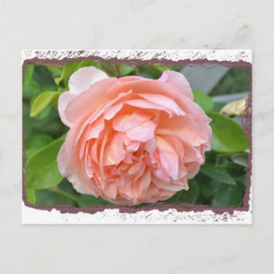 Carte postale Peach Peony
