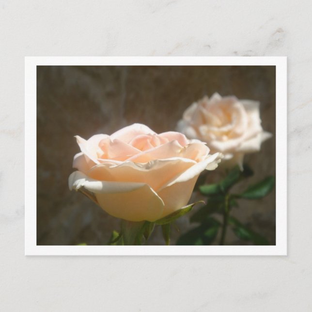 Carte Postale Peach Roses (Devant)