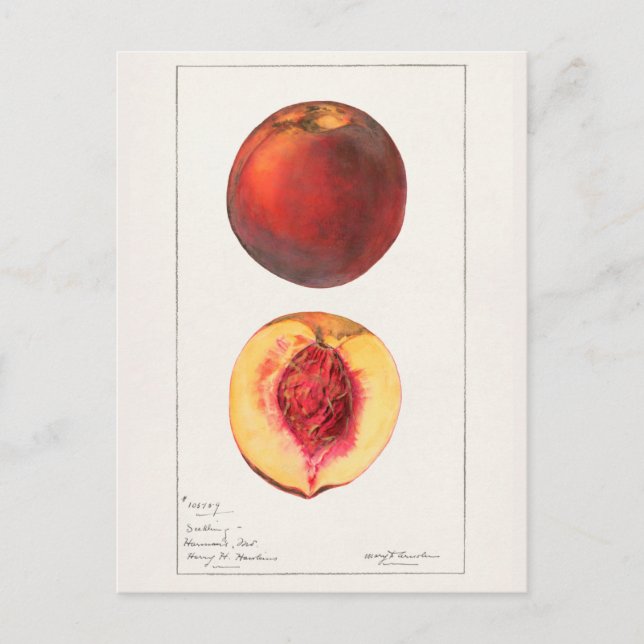 Carte Postale Peaches (Prunus Persica) Peinture à l'aquarelle de (Devant)