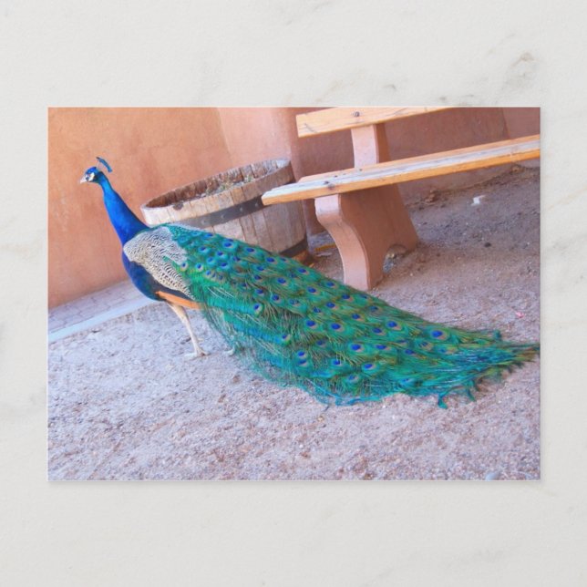 Carte postale Peacock (Devant)