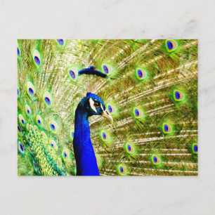 Carte postale Peacock