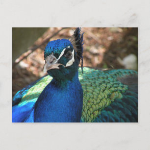 Carte postale Peacock