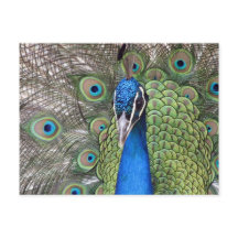 Carte postale Peacock