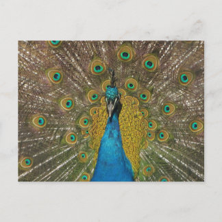Carte postale Peacock