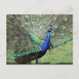 Carte postale Peacock