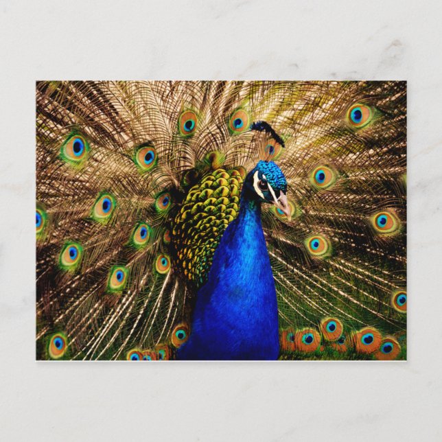 Carte postale Peacock (Devant)