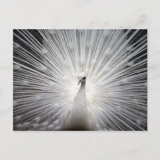 Carte Postale Peacock Albino Blanc Magnifique Art Mur (Devant)