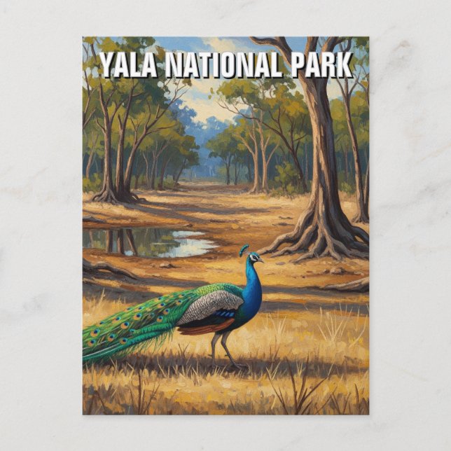 Carte Postale Peacock au Sri Lanka Parc national Yala Voyage (Devant)