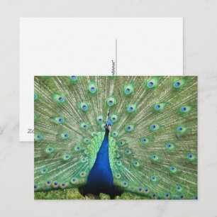 Carte postale - Peacock avec queue foulée