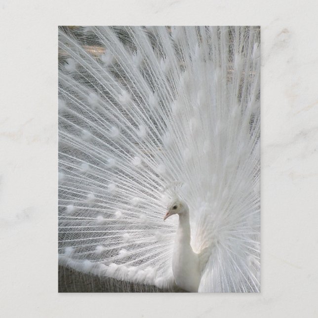 Carte postale Peacock blanc (Devant)