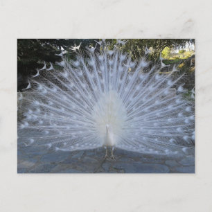 Carte Postale Peacock blanc