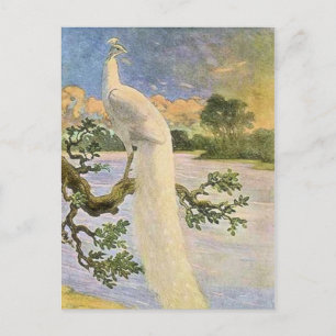 Carte Postale Peacock blanc