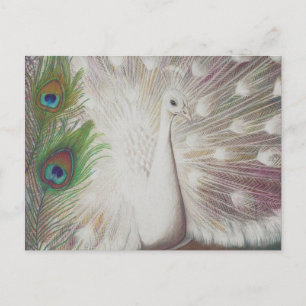 Carte Postale Peacock blanc et Peacock vert Piment art Imprimer