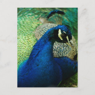 Carte postale Peacock bleu