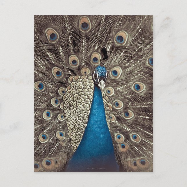 Carte Postale Peacock bleu antique (Devant)