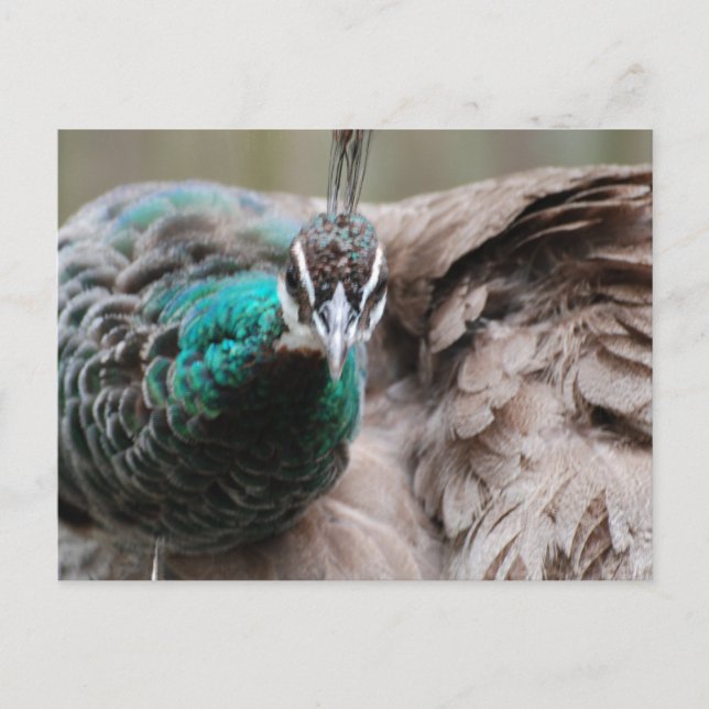 Carte postale Peacock Brown (Devant)