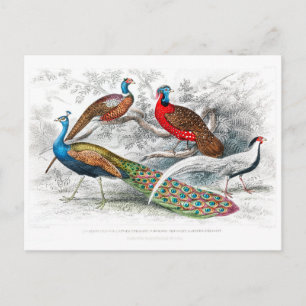 Carte Postale Peacock et faisans - Oliver Goldsmith - vintage