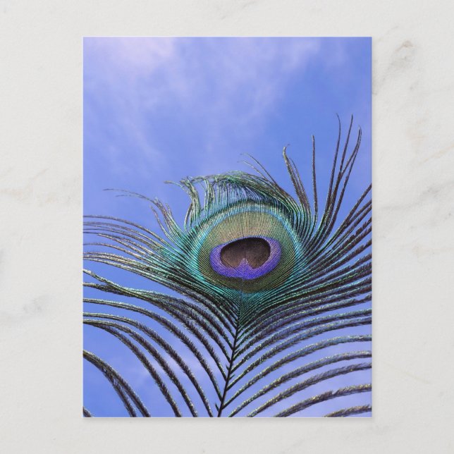 Carte Postale Peacock Feather 2 photo (Devant)