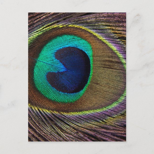 Carte Postale Peacock Feather On Right Side Close (Devant)