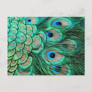 CARTE POSTALE PEACOCK FEATHERS