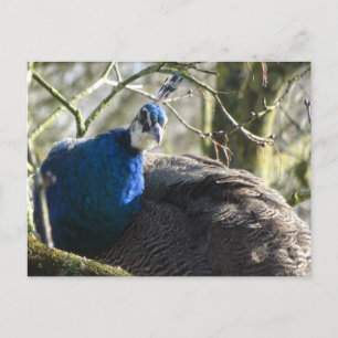 Carte postale Peacock in Tree do-it-yourself