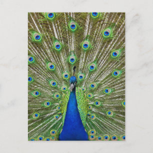 Carte Postale Peacock montrant ses plumes
