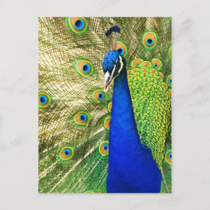 Carte Postale Peacock montrant son plumage coloré