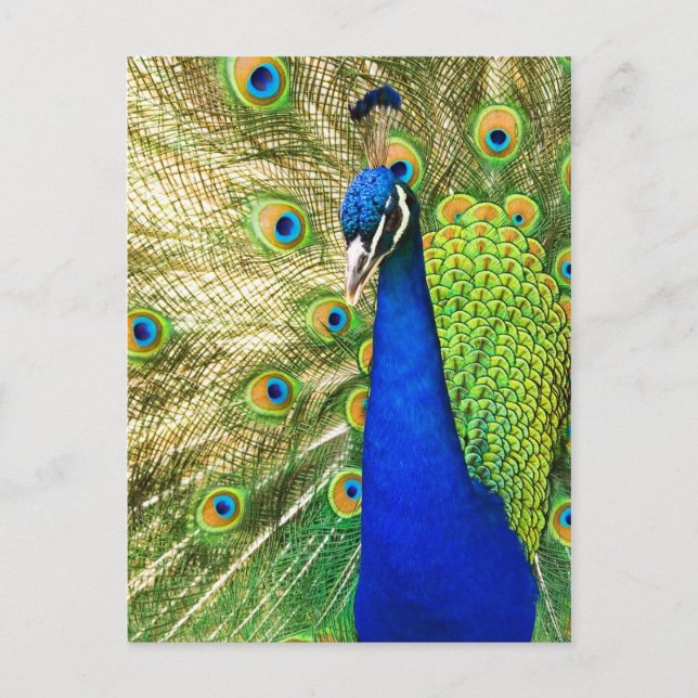 Carte Postale Peacock montrant son plumage coloré (Devant)