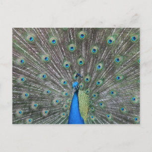 Carte Postale Peacock Postcard