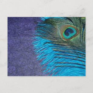Carte Postale Peacock pourpre et Turquoise