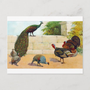 Carte Postale Peacock, Turquie & Guinée Fowl
