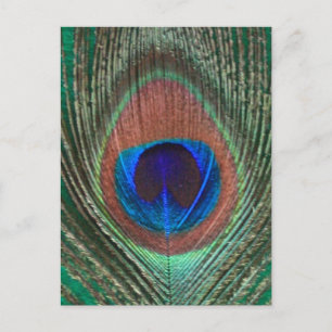 Carte postale Peacock Vert