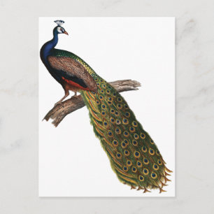 Carte Postale Peacock vintage