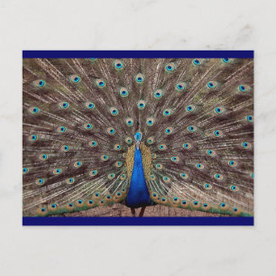 Carte Postale Peacok