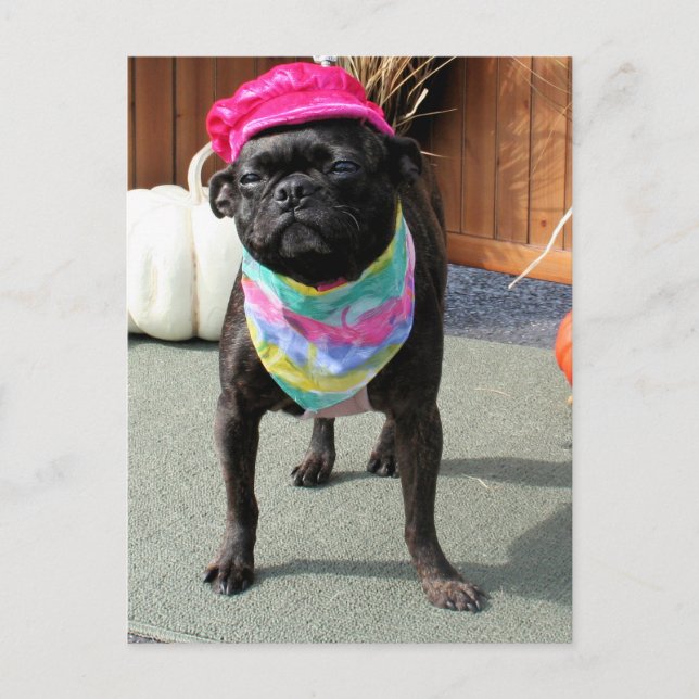 Carte Postale Pearl - Carlin et Boston Terrier Mix race Photo-08 (Devant)