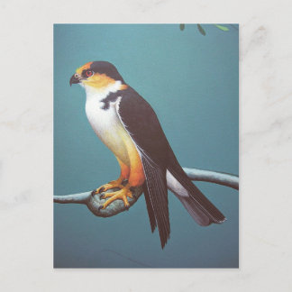Carte Postale Pearl Kite