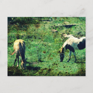 Carte Postale Peau de revers et Pinto