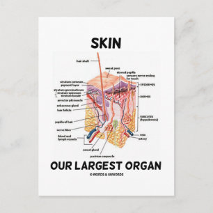 Carte Postale Peau Notre Plus Grand Organe (Couches Dermiques)