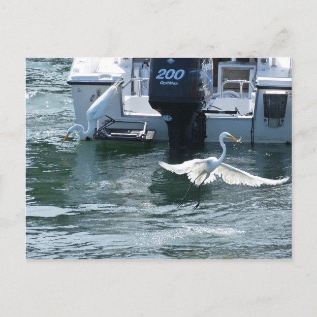 Carte Postale Pêche à la grue (Devant)