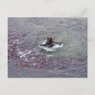 Carte Postale Pêche À L'Ours Pour Le Saumon En Alaska