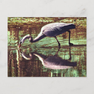 Carte Postale Pêche au grand héron bleu