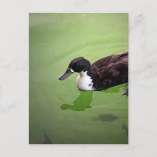 Carte Postale Pêche avec canards