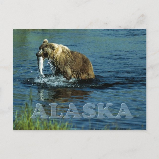 Carte Postale Pêche de l'ours brun de Kodiak en Alaska (Devant)