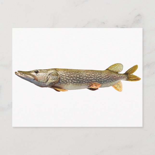 Carte Postale Pêche de Pike Muski (Devant)