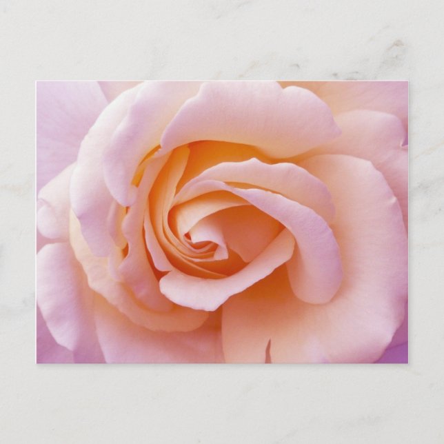 Carte Postale Pêche du jardin anglais et rose (Devant)