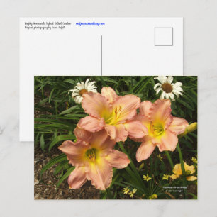 Carte Postale Pêche rose avec la gorge jaune fleurs de jour