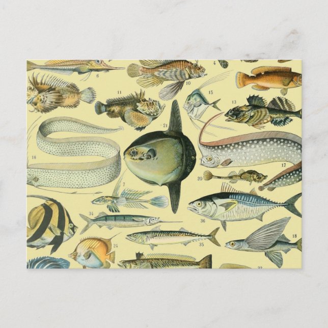 Carte Postale Pêche scientifique vintage (Devant)
