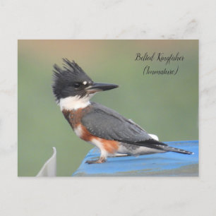 Carte Postale Pêcheur à la ceinture (Immature)