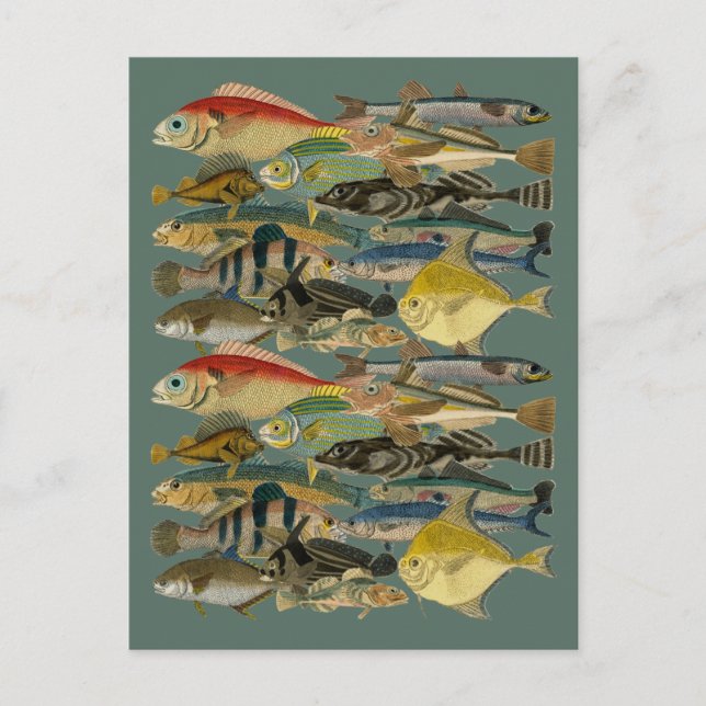Carte Postale Pêcheur de poissons Tropical Poisson Océan Pêche E (Devant)